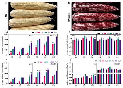 Comparative transcriptomic and metabolomic analysis reveals mechanisms of selenium-regulated anthocyanin synthesis in waxy maize (Zea mays L.)